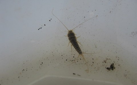 Wat eten zilvervisjes