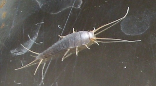 Zilvervisjes uitroeien