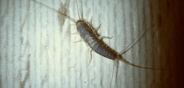 zilvervisjes in huis