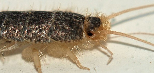 zilvervisjes in de badkamer bestrijden